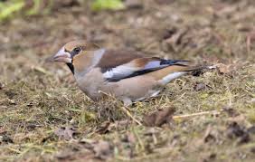 Attēlu rezultāti vaicājumam “Coccothraustes coccothraustes”