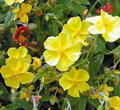 Attēlu rezultāti vaicājumam “Helianthemum x hybridum”