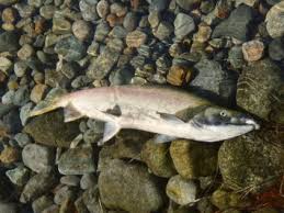 Image result for Oncorhynchus
