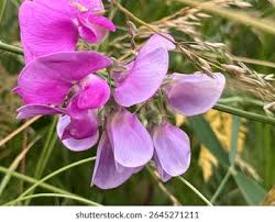 Attēlu rezultāti vaicājumam “Lathyrus latifolius”