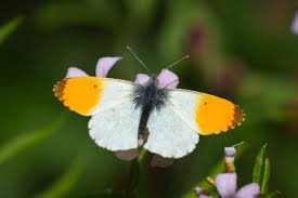 Attēlu rezultāti vaicājumam “Anthocharis cardamines”