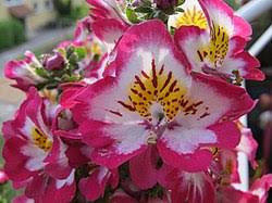 Image result for Schizanthus
