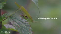 Attēlu rezultāti vaicājumam “Phaneroptera falcata”