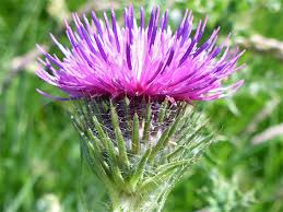 Attēlu rezultāti vaicājumam “Carduus crispus leaf”