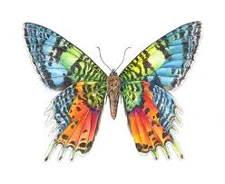 Attēlu rezultāti vaicājumam “Lepidoptera”