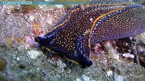 Attēlu rezultāti vaicājumam “Plathelminthes”