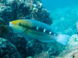 Image result for Scarus zelindae