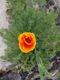 Attēlu rezultāti vaicājumam “Eschscholzia californica leaf”