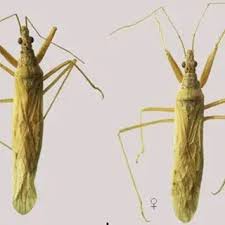 Attēlu rezultāti vaicājumam “Nabidae”