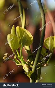 Attēlu rezultāti vaicājumam “Aristolochia durior leaf”