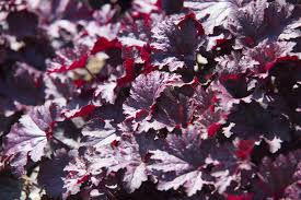 Image result for HEUCHERA americana 'Palace Purple Auslese'