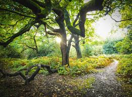 Image result for Epping Essex