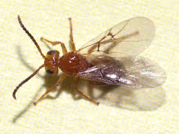 Attēlu rezultāti vaicājumam “Biorhiza pallida”