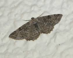 Attēlu rezultāti vaicājumam “Alcis repandata”