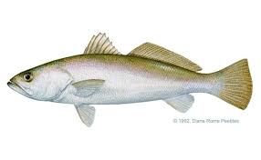 Image result for Menticirrhus littoralis