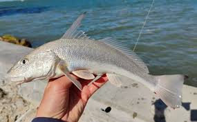 Image result for Menticirrhus littoralis