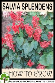 Image result for Salvia splendens
