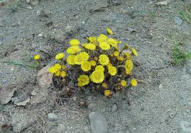 Attēlu rezultāti vaicājumam “Tussilago farfara flower”