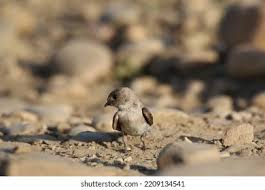 Image result for Ptyonoprogne rupestris