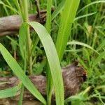 Attēlu rezultāti vaicājumam “Glyceria maxima fruit”