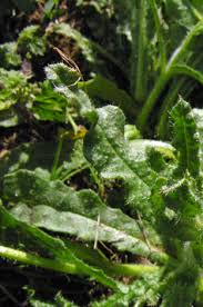Attēlu rezultāti vaicājumam “Anchusa arvensis leaf”