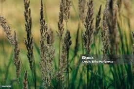 Attēlu rezultāti vaicājumam “Poa trivialis flower”