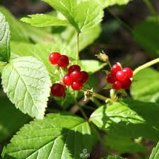 Attēlu rezultāti vaicājumam “Rubus saxatilis fruit”