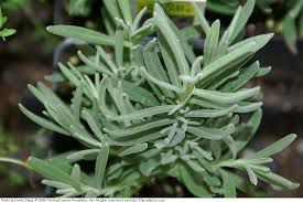 Attēlu rezultāti vaicājumam “Lavandula angustifolia leaf”