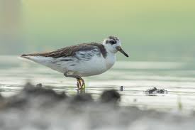 Attēlu rezultāti vaicājumam “Phalaropus fulicarius adult”