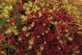 Attēlu rezultāti vaicājumam “Sphagnum capillifolium”