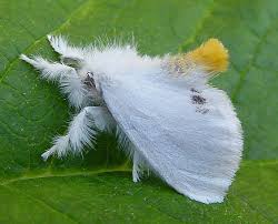 Attēlu rezultāti vaicājumam “Euproctis similis imago”