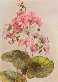 Image result for Primula obconica
