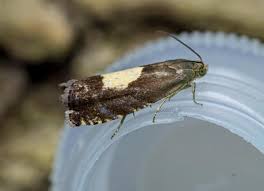 Attēlu rezultāti vaicājumam “Pammene rhediella”