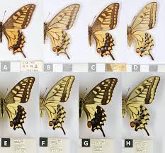 Attēlu rezultāti vaicājumam “Papilio machaon upperside”