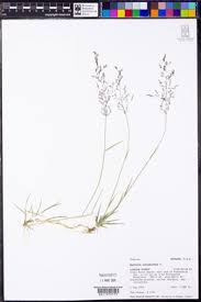 Attēlu rezultāti vaicājumam “Agrostis stolonifera”