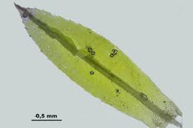Attēlu rezultāti vaicājumam “Dicranella staphylina cells”