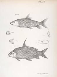Image result for Scylliogaleus quecketti