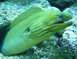 Image result for Gymnothorax funebris