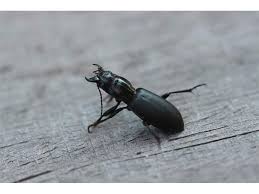 Attēlu rezultāti vaicājumam “Broscus cephalotes”