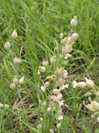 Attēlu rezultāti vaicājumam “Silene tatarica bud”