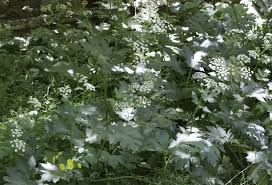Attēlu rezultāti vaicājumam “Heracleum sphondylium subsp. sibiricum leaf”