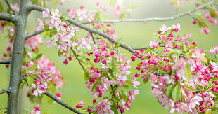 Attēlu rezultāti vaicājumam “Malus”