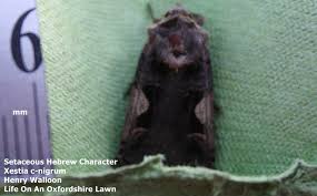 Attēlu rezultāti vaicājumam “Xestia c-nigrum”