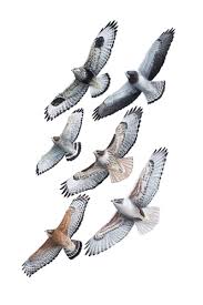 Attēlu rezultāti vaicājumam “Buteo buteo”