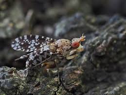 Attēlu rezultāti vaicājumam “Trypetoptera punctulata”