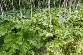Attēlu rezultāti vaicājumam “Heracleum sosnowskyi leaf”