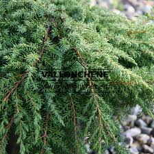 Attēlu rezultāti vaicājumam “Juniperus communis leaf”