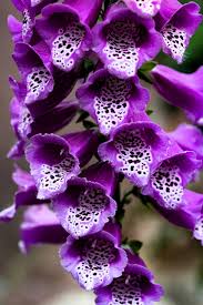 Image result for Digitalis purpurea