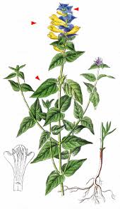 Attēlu rezultāti vaicājumam “Melampyrum nemorosum”