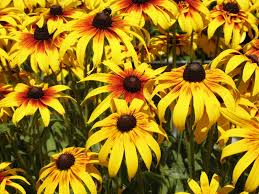 Attēlu rezultāti vaicājumam “Rudbeckia hirta var. pulcherrima flower”